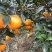 【热卖推荐】重庆脐橙橙子🍊一手货源质量保证欢迎采购