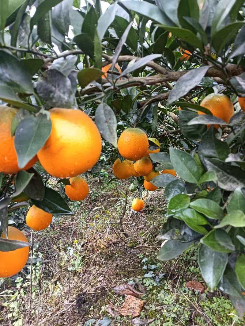 【热卖推荐】重庆脐橙橙子🍊一手货源质量保证欢迎采购