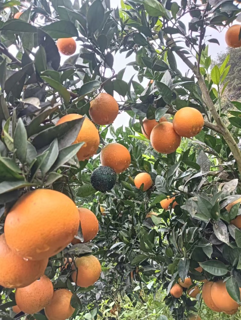 【热卖推荐】重庆脐橙橙子🍊一手货源质量保证欢迎采购