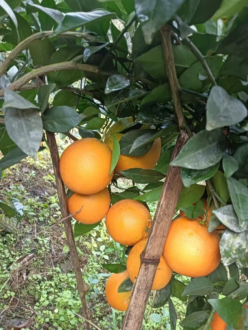 【热卖推荐】重庆脐橙橙子🍊一手货源质量保证欢迎采购