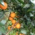 【热卖推荐】重庆脐橙橙子🍊一手货源质量保证欢迎采购