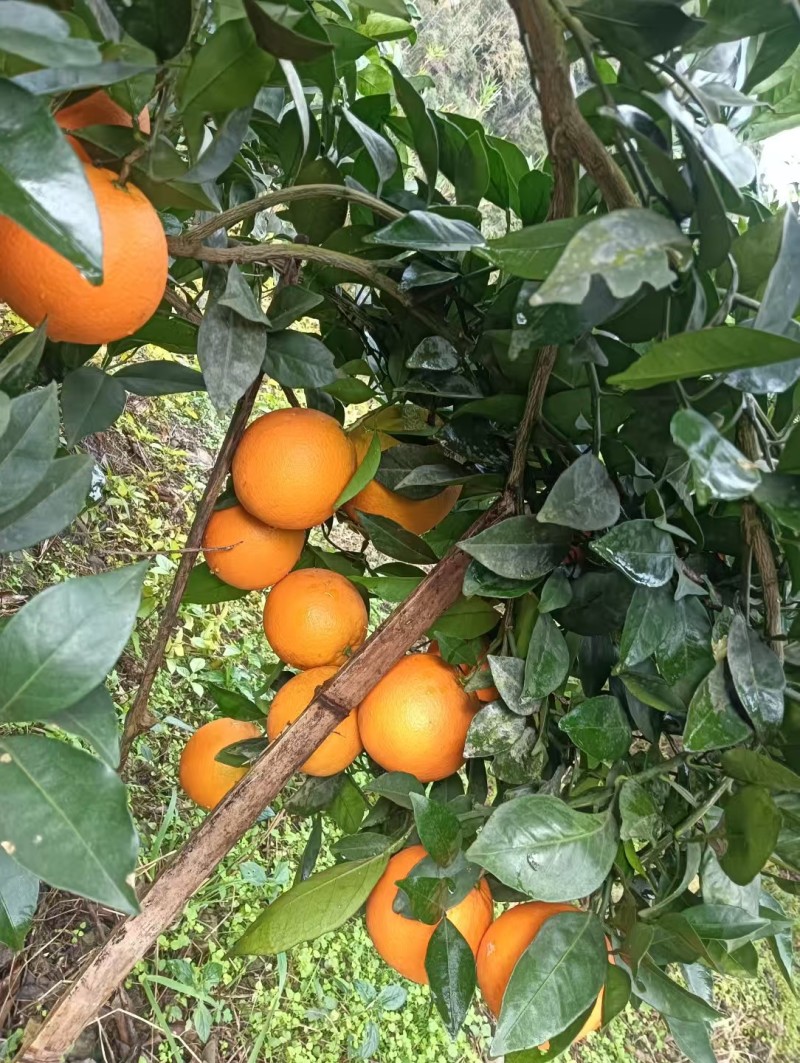 【热卖推荐】重庆脐橙橙子🍊一手货源质量保证欢迎采购