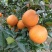 【热卖推荐】重庆脐橙橙子🍊一手货源质量保证欢迎采购