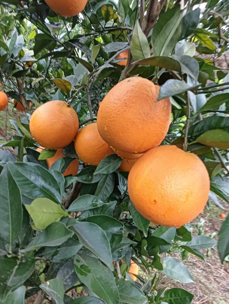 【热卖推荐】重庆脐橙橙子🍊一手货源质量保证欢迎采购
