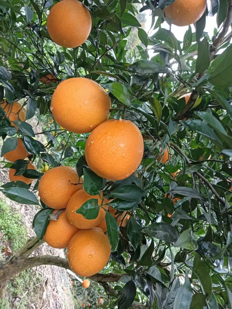 【热卖推荐】重庆脐橙橙子🍊一手货源质量保证欢迎采购