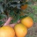 【热卖推荐】重庆脐橙橙子🍊一手货源质量保证欢迎采购