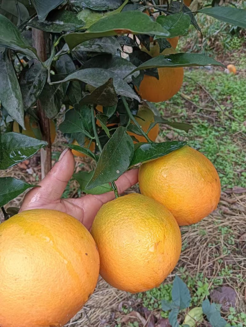 【热卖推荐】重庆脐橙橙子🍊一手货源质量保证欢迎采购