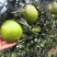 【热卖推荐】重庆脐橙橙子🍊一手货源质量保证欢迎采购