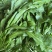 东台荠菜大量有货基地直供新鲜现挖