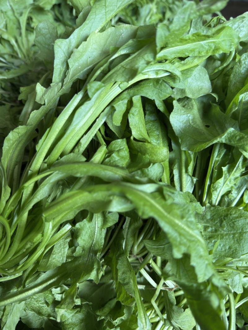 东台荠菜大量有货基地直供新鲜现挖