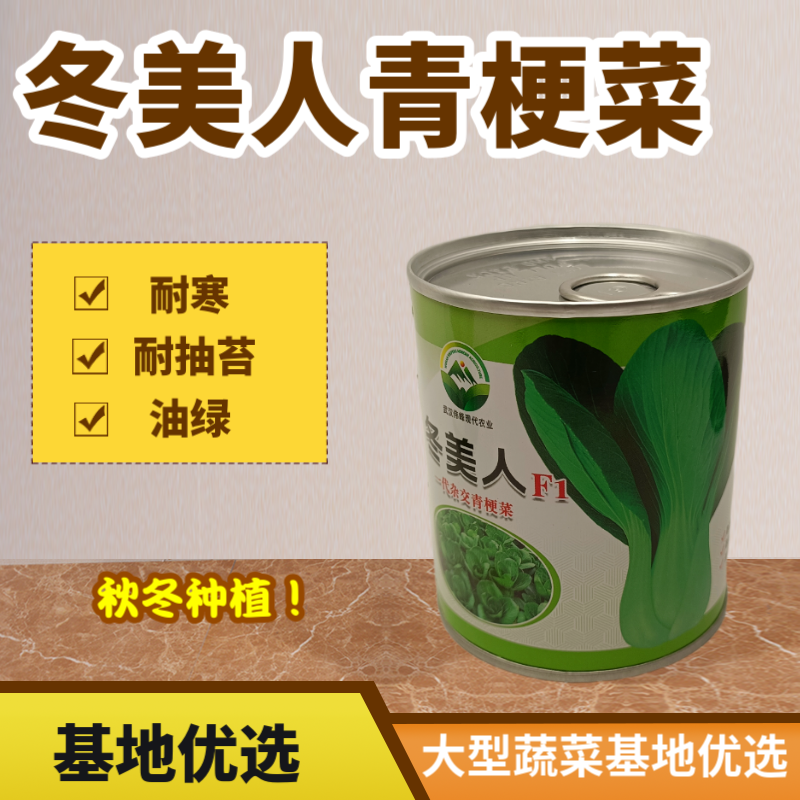【冬美人】正品油绿束腰青梗菜种子基地优选耐寒耐储耐抽薹