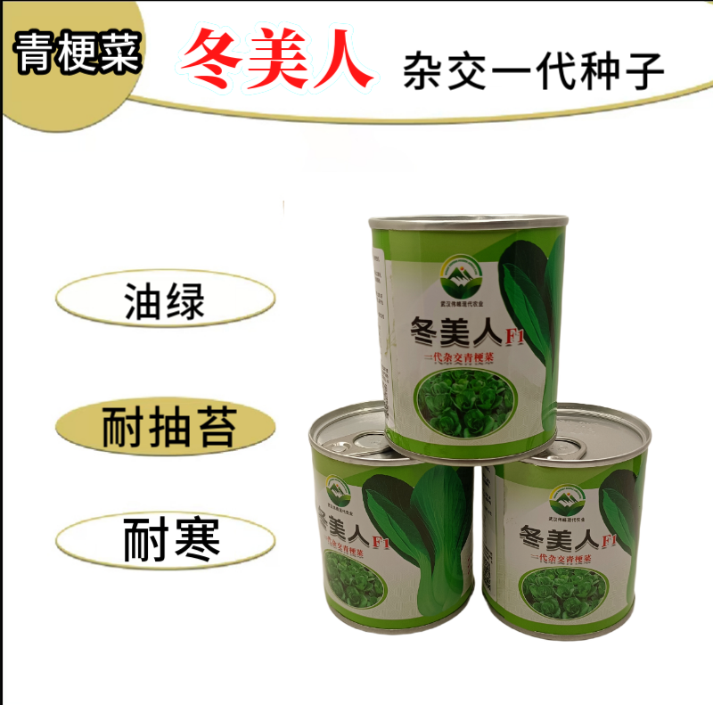 【冬美人】正品油绿束腰青梗菜种子基地优选耐寒耐储耐抽薹