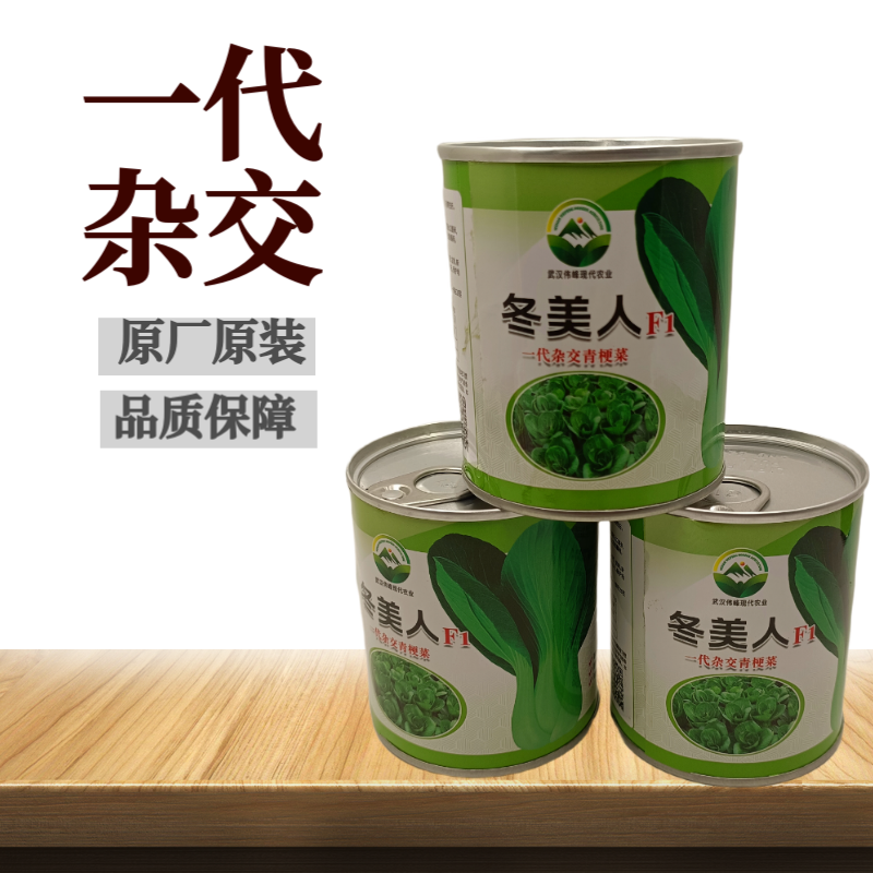 【冬美人】正品油绿束腰青梗菜种子基地优选耐寒耐储耐抽薹