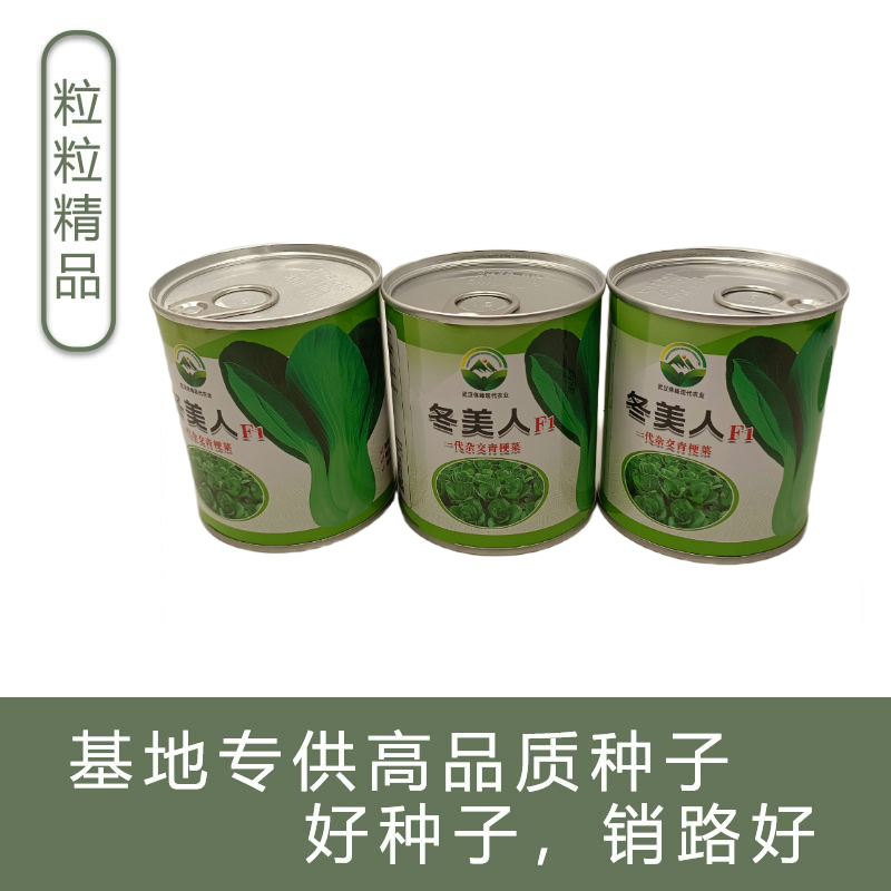 【冬美人】正品油绿束腰青梗菜种子基地优选耐寒耐储耐抽薹