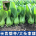 【冬美人】正品油绿束腰青梗菜种子基地优选耐寒耐储耐抽薹