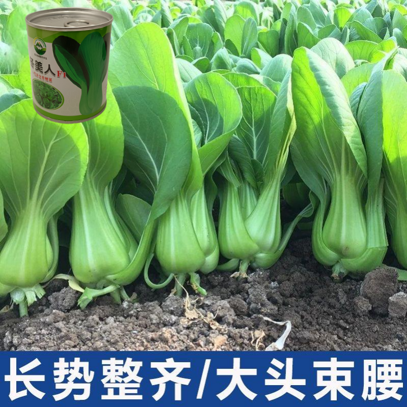 【冬美人】正品油绿束腰青梗菜种子基地优选耐寒耐储耐抽薹