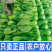 【冬美人】正品油绿束腰青梗菜种子基地优选耐寒耐储耐抽薹
