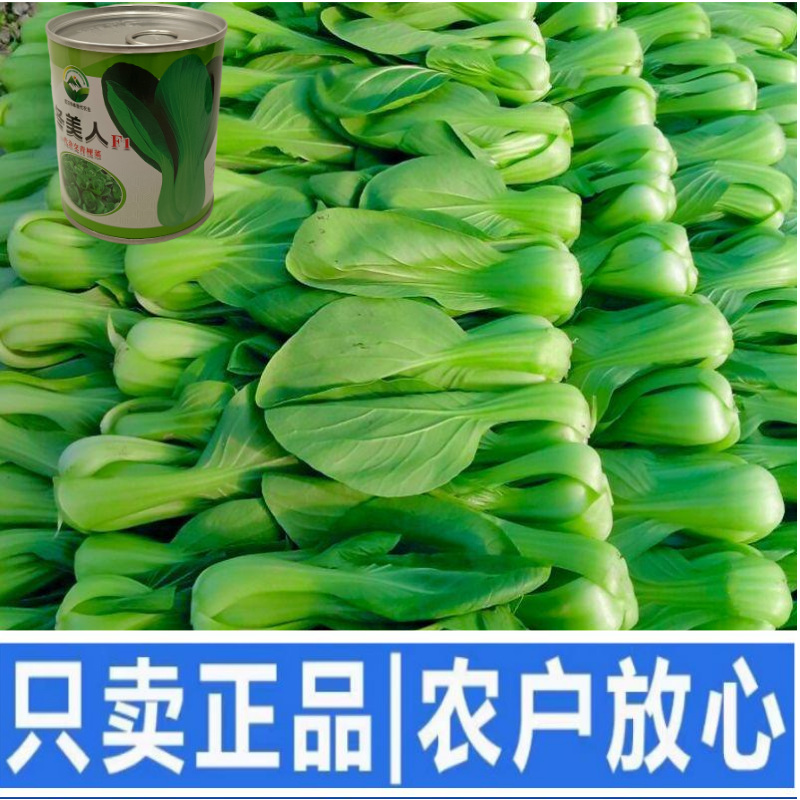 【冬美人】正品油绿束腰青梗菜种子基地优选耐寒耐储耐抽薹