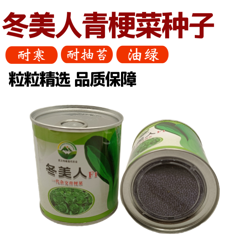 【冬美人】正品油绿束腰青梗菜种子基地优选耐寒耐储耐抽薹