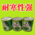 【冬美人】正品油绿束腰青梗菜种子基地优选耐寒耐储耐抽薹