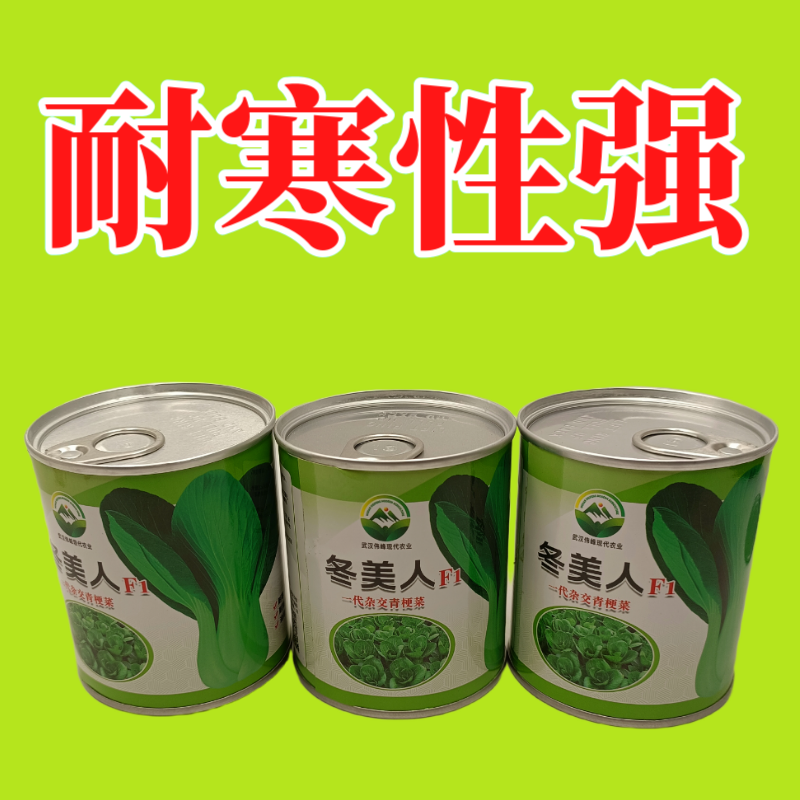 【冬美人】正品油绿束腰青梗菜种子基地优选耐寒耐储耐抽薹