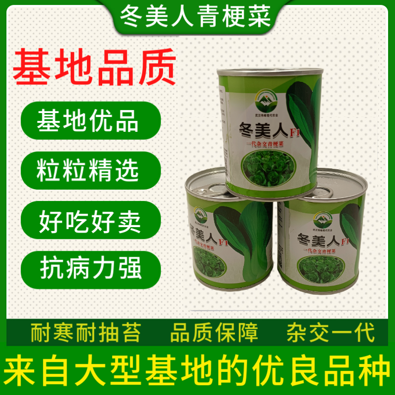 【冬美人】正品油绿束腰青梗菜种子基地优选耐寒耐储耐抽薹