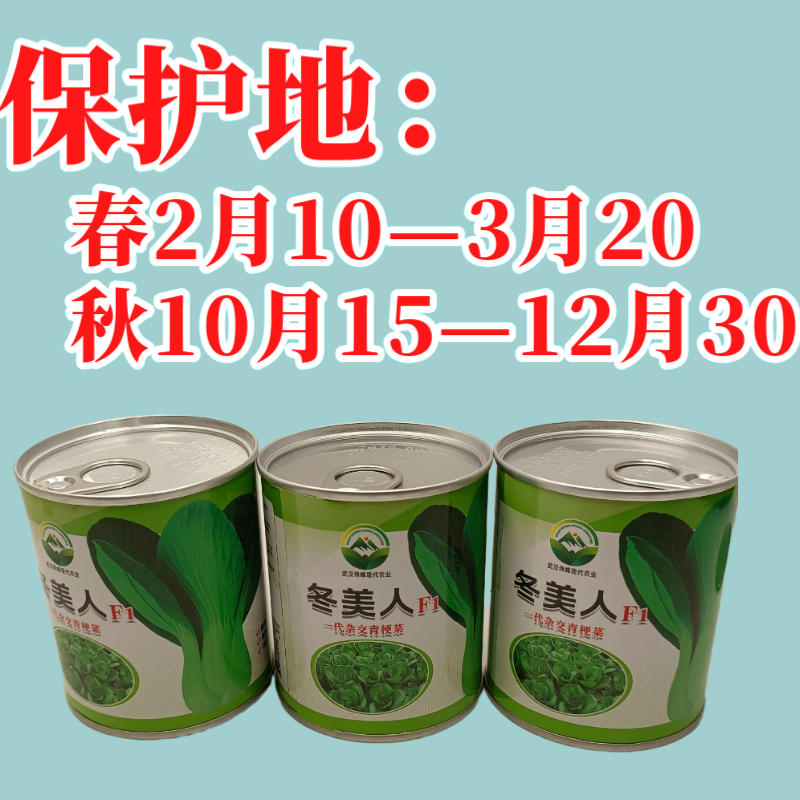 【冬美人】正品油绿束腰青梗菜种子基地优选耐寒耐储耐抽薹