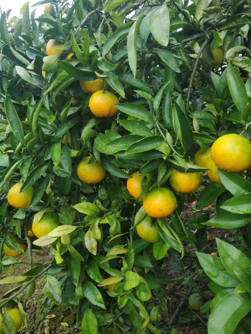 【优选橘子】蜜橘四川发货皮光亮丽纯甜化渣水份充足进店看货