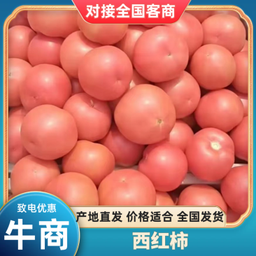 《产地直供》新货大红西红柿，量大质优。欢迎各地老板前来选