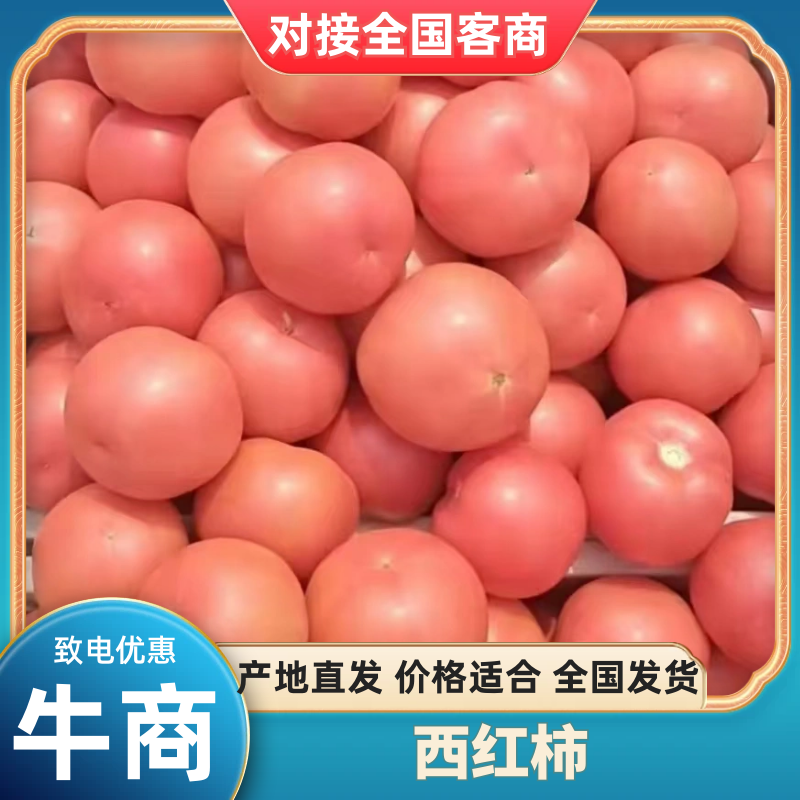 《产地直供》新货大红西红柿，量大质优。欢迎各地老板前来选