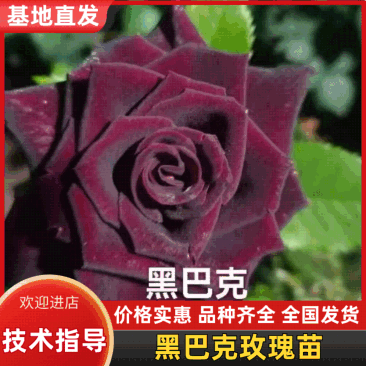 黑巴克玫瑰苗产地直销以质论价质量保证，品种纯正