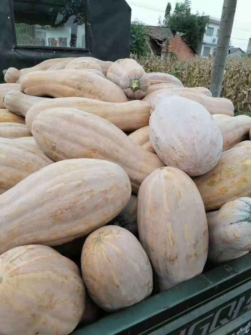 蜜本老南瓜果型整齐果肉厚实
