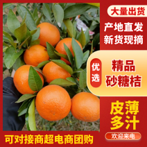 沙糖橘产地大量供应，一手货源，口感甜果园现场采摘欢迎