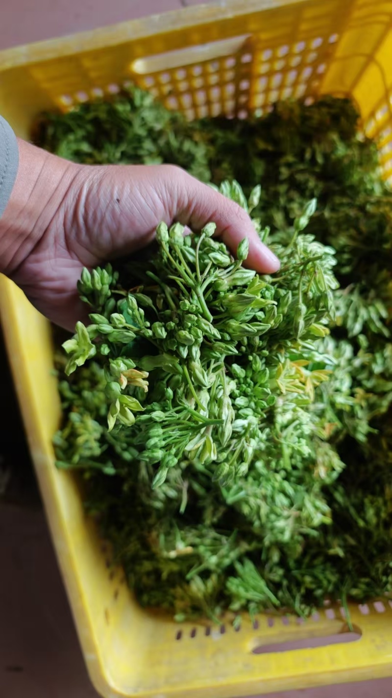 青菜/夜香花/对接批发代办代收/全国走货