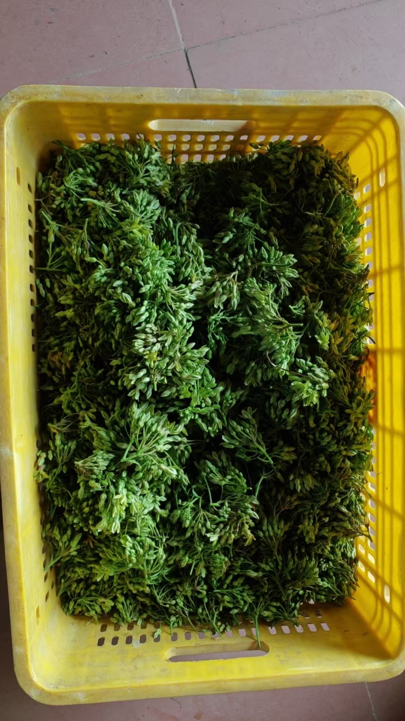 青菜/夜香花/对接批发代办代收/全国走货