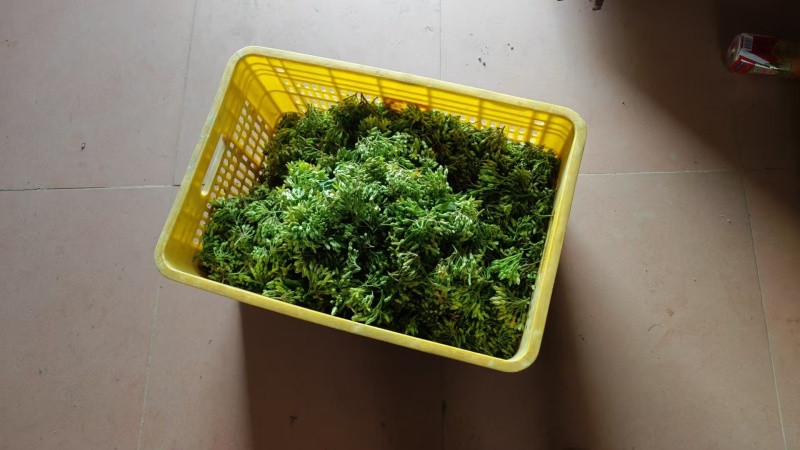 青菜/夜香花/对接批发代办代收/全国走货