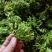 青菜/夜香花/对接批发代办代收/全国走货