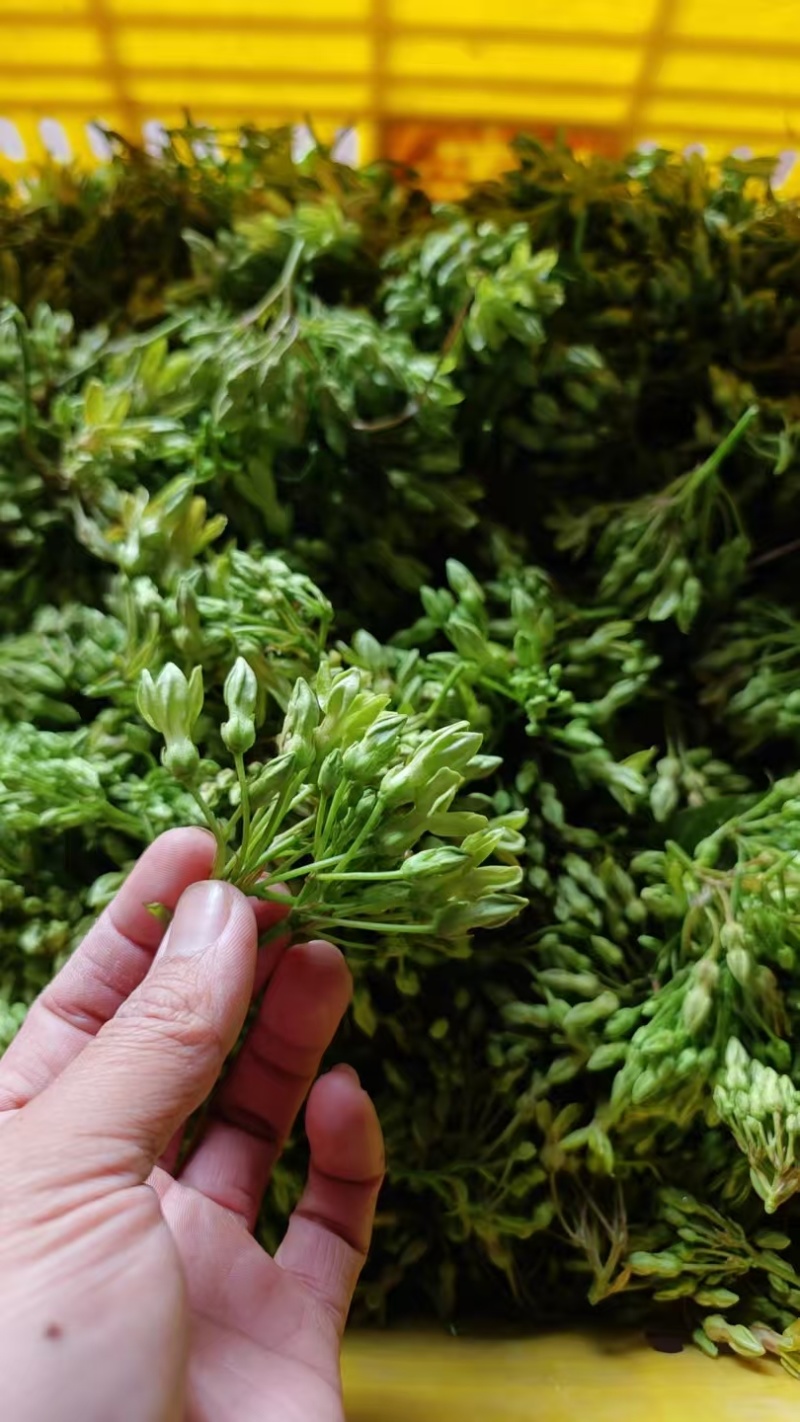 青菜/夜香花/对接批发代办代收/全国走货
