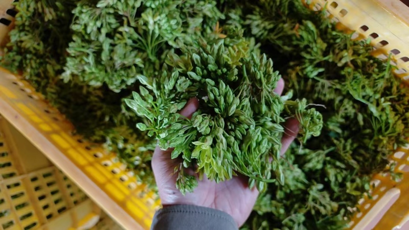 青菜/夜香花/对接批发代办代收/全国走货