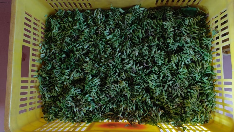 青菜/夜香花/对接批发代办代收/全国走货