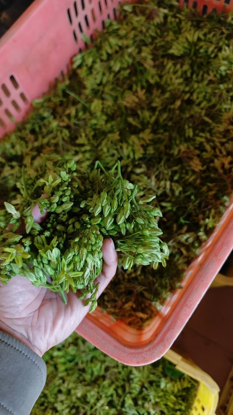 青菜/夜香花/对接批发代办代收/全国走货