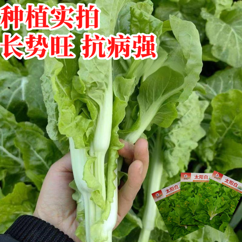 【金阳太阳白】越冬型白菜苔种子苔白苔粗口感好年后采收