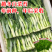 【金阳太阳白】越冬型白菜苔种子苔白苔粗口感好年后采收