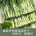 【金阳太阳白】越冬型白菜苔种子苔白苔粗口感好年后采收