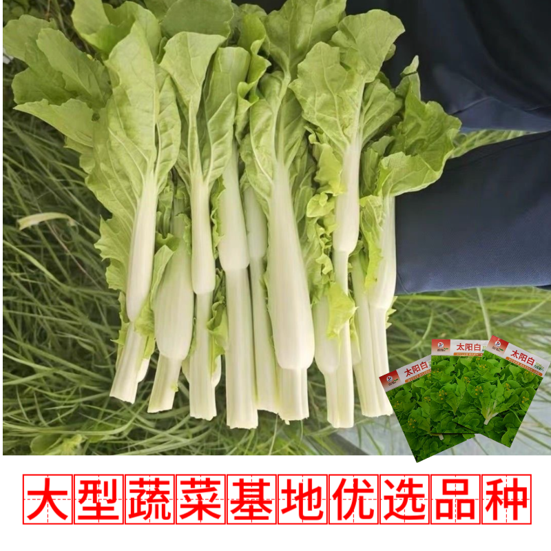 【金阳太阳白】越冬型白菜苔种子苔白苔粗口感好年后采收