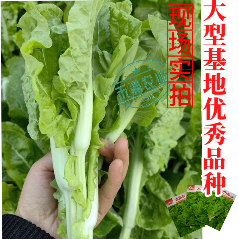 【金阳太阳白】越冬型白菜苔种子苔白苔粗口感好年后采收