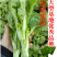 【金阳太阳白】越冬型白菜苔种子苔白苔粗口感好年后采收
