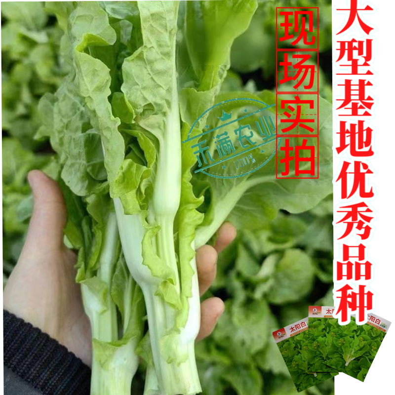 【金阳太阳白】越冬型白菜苔种子苔白苔粗口感好年后采收
