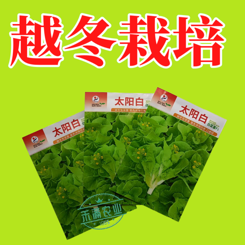 【金阳太阳白】越冬型白菜苔种子苔白苔粗口感好年后采收