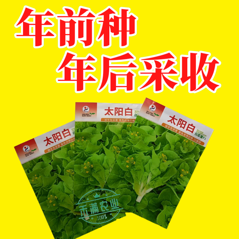 【金阳太阳白】越冬型白菜苔种子苔白苔粗口感好年后采收